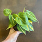 Philodendron Brasil - Live Plants in 4 Inch Pots - Beautiful Elegant Vining Indoor Houseplant - Air Purifying