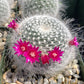 Old Lady Cactus - Live Starter Plants - Mammillaria Hahniana - Beautiful Easy Care Houseplant
