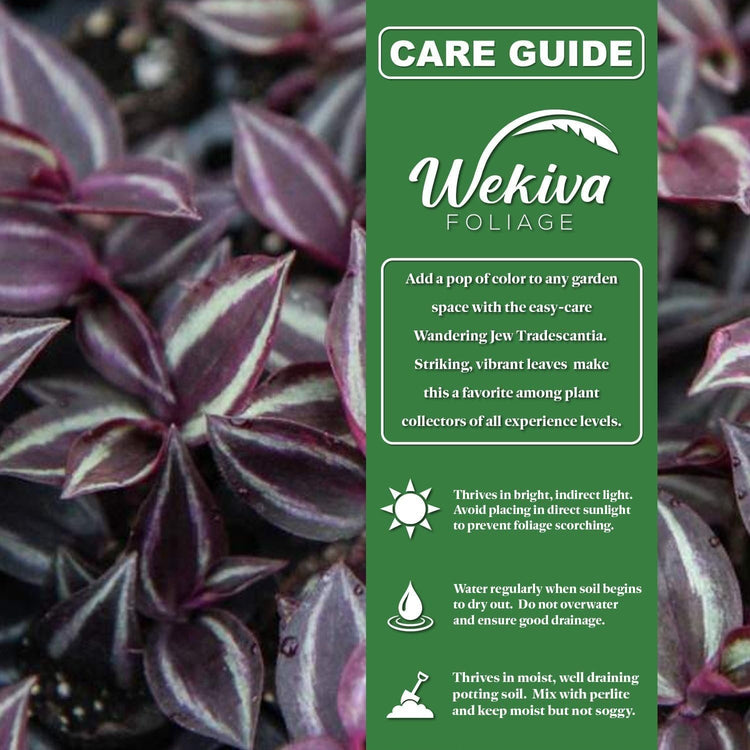 wandering jew plant hanging basket Tradescantia - Wandering Jew Hanging Basket - Live Plants in 4 Inch Hanging Basket - Tradescantia