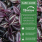 Tradescantia - Wandering Jew Hanging Basket - Live Plants in 4 Inch Hanging Basket - Tradescantia - Beautiful Clean Air Indoor Outdoor Vine