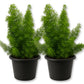 Foxtail Fern - Live Starter Plants - Asparagus Myersii
