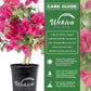 Bougainvillea - Live Plants in 6 Inch Pots - Colors Chosen Based on Plants in Bloom - Beautiful Flowering Shrub