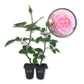 Old English Pink Rose Bush - Live Starter Plants in 2 Inch Pots - Beautiful Roses from Florida - A Timeless Classic Ornamental Rose (1 Plant)
