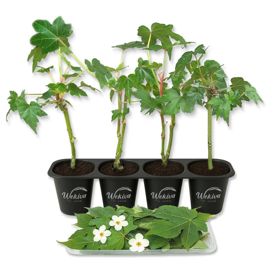 South Sea Salad Tree - 4 Live Starter Plants - Abelmoschus Manihot - Edible Tree for The Patio and Garden