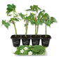 South Sea Salad Tree - 4 Live Starter Plants - Abelmoschus Manihot - Edible Tree for The Patio and Garden
