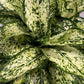 Aglaonema Snowflake - Live Starter Plants - Aglaonema - Elegant Colorful Variegated Foliage Indoor Houseplant