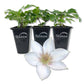 Clematis Corinne - Live Starter Plants in 2 Inch Growers Pots - Starter Plants Ready for The Garden - Rare Clematis for Collectors