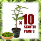 Longevity Spinach - Live Starter Plants - Gynura Procumbens - Grow Your Own Vegetables and Fruit in The Garden or Patio