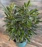 Aralia Bianca - Live Starter Plants in 2 Inch Pots - Dizygotheca Elegantissima - False Aralia Variagated Indoor Outdoor Fast Growing Hardy Evergreen