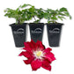 Clematis Elpis - Live Starter Plants - Bold Beautiful Climbing Red Flowering Vine