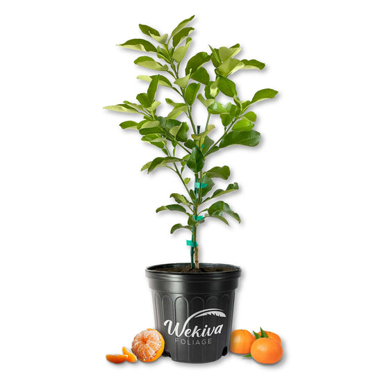 Nules Clementine Tree - Live Plants in 2 Gallon Pots - Florida Only - Fruit Bearing Citrus for Patio and Garden