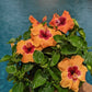 Disco Diva Hollywood Hibiscus Bush - 1 Live Plant in a 10 Inch Pot - Hibiscus Rosa Sinensis - Elegant Vivid Flowering Lush Patio Bush
