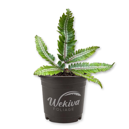Candy Stripe Fern - 1 Live Plant in a 4 Inch Growers Pot - Pteris Aspericaulis - Compact Beautiful Textured Foliage Houseplant