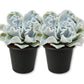 Echeveria Crispate Beauty - Live Starter Plants - Echeveria Lilacina