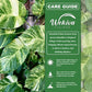Hawaiian Pothos - 1 Live Plant in a 6 Inch Growers Pot - Epipremnum Aureum - Colorful Bold Lush Vining Houseplant