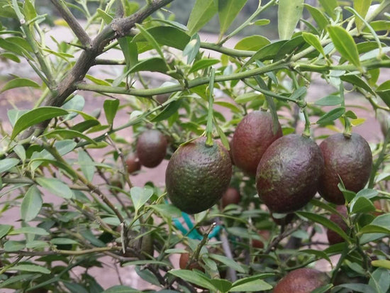 Red Lime Tree - Live Plants in 1 Gallon Pots - Florida Only - Exotic Hybrid and Edible Fruit Bearing Citrus for Patio and Garden