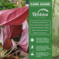 Syngonium Red Arrow and Soil Mix Combo - Live Plant in a 4 Inch Pot with 1 Quart HousePlant Soil Mix - Syngonium Erythrophyllum &