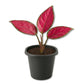 Aglaonema Red Valentine - Live Starter Plants - Aglaonema Commutatum - Beautiful Multi Colored Foliage Indoor Houseplant