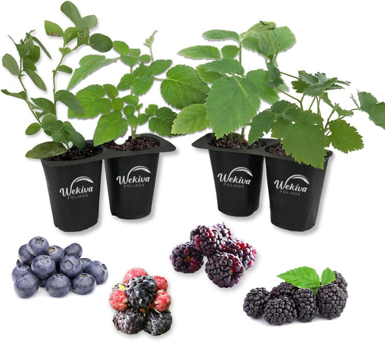 Berry Variety Pack - 4 Live Starter Plants - A Selection of Blueberry, Blackberry, Boysenberry, and Raspberry Varieties For Your Edible Garden