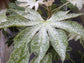 Speckled Spider Web Aralia - Live Plant in a 6 Inch Pot - Fatsia Japonica Spider - Speckled Aralia Indoor Outdoor Fast Growing Hardy Evergreen
