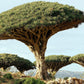 Dragons Blood Tree - 1 Live Plant in a 4 Inch Growers Pot - Dracaena Draco - Exotic Structural Foliage Ornamental Slow Growth Succulent