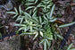 Silver Ribbon Fern - Live Plants in 4 Inch Grower&