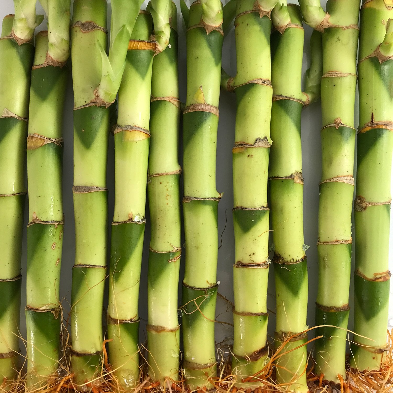 10 stalks of lucky bamboo Lucky Indoor Bamboo for Perfection and Completeness - 10 Live Stalks - Ships Bare Root