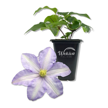 Clematis Silver Moon - Live Starter Plant in a 2 Inch Growers Pot - Starter Plants Ready for The Garden - Rare Clematis for Collectors