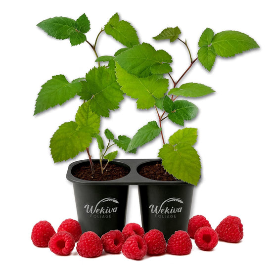 Raspberry Bush - 2 Live Starter Plants - Rubus - Edible Berry Bearing Bramble Shrub for Fruit Garden and Patio