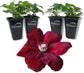 Clematis Rouge Cardinal - Live Starter Plants in 2 Inch Growers Pots - Starter Plants Ready for The Garden - Rare Clematis for Collectors