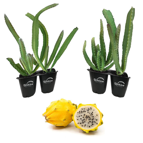 dragon fruit succulent care Yellow Dragon Fruit Tree - 4 Live Starter Plants - Selenicereus Megalanthus