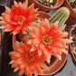 Peanut cactus - Live Starter Plants - Echinopsis Chamaecereus - Compact Flowering Easy Care Succulent