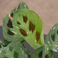 Variegated Beauty Kim Maranta - 1 Live Plant in a 4 Inch Pot - Maranta Leuconeura - Beautiful Colorful Foliage Easy Care Indoor Houseplant