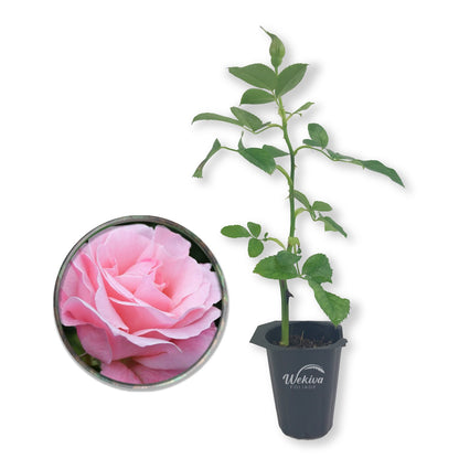 Queen Elizabeth Rose Bush - Live Starter Plants - Beautifully Fragrant Grandiflora Rose - A Versatile Beauty with Colorful Pink Blooms