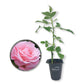 Queen Elizabeth Rose Bush - Live Starter Plants - Beautifully Fragrant Grandiflora Rose - A Versatile Beauty with Colorful Pink Blooms