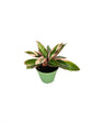 Tropical Indoor Houseplant Multi-Pack - 3 Live Plants in 4 Inch Pots - Bromeliad Guzmania - Triostar Stromanthe - Croton Gold Dust - Beautiful Easy to Grow Air Purifying Indoor Plants