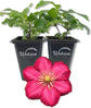 Clematis Ernest Markham - Live Starter Plants in 2 Inch Pots - Starter Plants Ready for The Garden - Beautiful Maroon Flowering Vine
