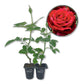Mr Lincoln Rose Bush - Live Starter Plants - Beautiful Hybrid Tea Rose - Versatile Beauty with Large Red Blooms and Rich Scent