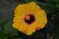 Golden Globe Hollywood Hibiscus Bush - 1 Live Starter in a 10 Inch Pot - Hibiscus Rosa Sinensis - Bright Dramatic Elegant Lush Patio Bush