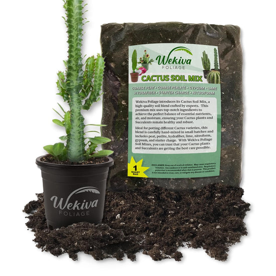 Green Cathedral Cactus and Soil Mix Combo - Live Plant in a 4 Inch Pot with 1 Quart Cactus Soil Mix - Euphorbia Trigona with Custom Soil Blend