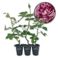 Burlesque Rose Bush - Live Starter Plants - Beautiful Unique Hybrid Tea Rose - Versatile Beauty with Burgundy and Cream Streaked Blooms