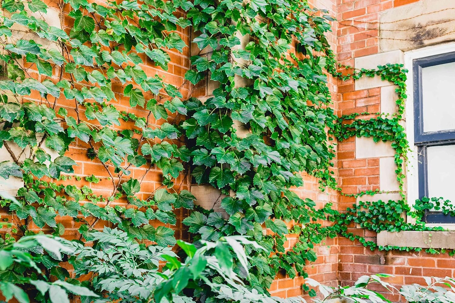 boston ivy indoor plant Boston Ivy - Live Starter Vines in 2 Inch Growers Pots - Parthenocissus Tricuspidata
