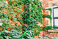 Boston Ivy - Live Starter Vines in 2 Inch Growers Pots - Parthenocissus Tricuspidata - Beautiful Easy Care Indoor Air Purifying Houseplant Vine