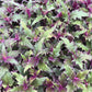 Purple Passion Plant - Royal Velvet - Live Plants in 3 Inch Growers Pots - Gynura Aurantica - Beautiful Textured Colorful Foliage Indoor Houseplant