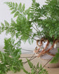 LM-IMAGE-101694485-