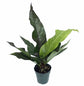 Water Dragon Anthurium - Live Starter Plants - Anthurium Superbum - Bold Compact Houseplant