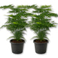 Plumosa Fern - Live Starter Plants - Asparagus Setaceus