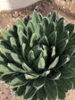 Porcupine Agave - Live Starter Plants - Agave Victoria Reginae - Compact Low Maintenance Succulent