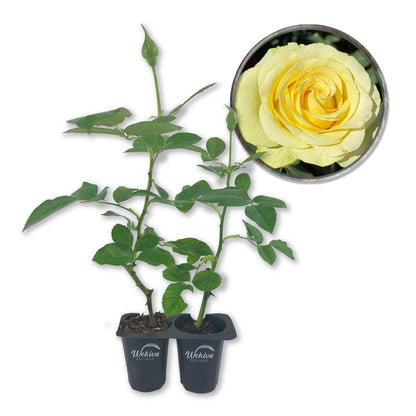 Saint Patrick Rose Bush - Live Starter Plants - Beautiful Colorful Hybrid Tea Rose - Versatile Beauty with Large Greenish to Golden Blooms