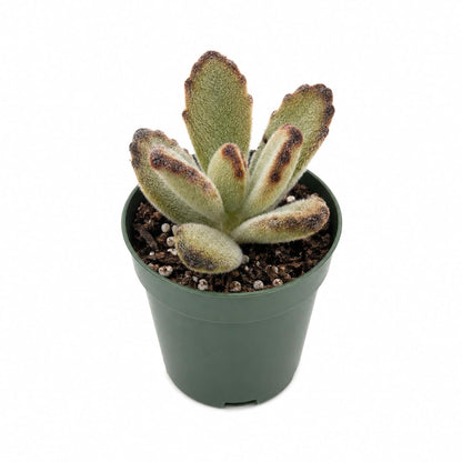 Kalanchoe Teddy - Live Starter Plants - Kalanchoe Tomentosa &